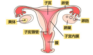 sikyou